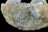 Partial Crystal Filled Fossil Whelk - Rucks Pit, FL #69066-3